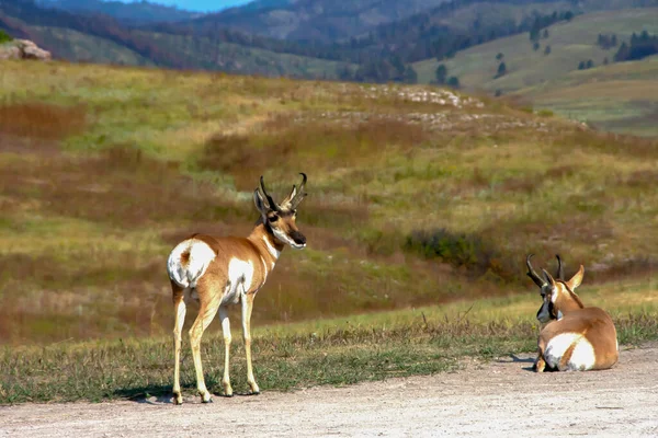 南达科他州卡斯特州立公园的两只长角羚羊 — 图库照片