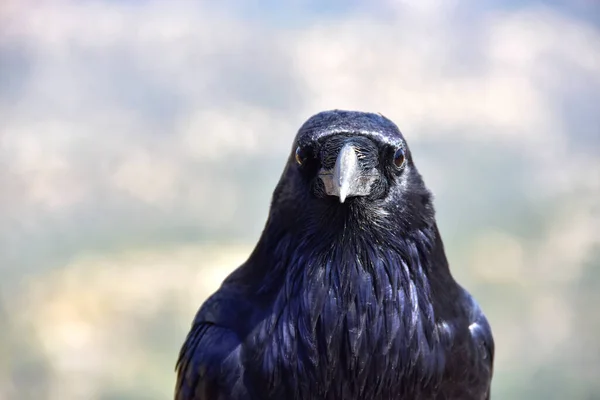 Portrait Raven — Stock Photo, Image