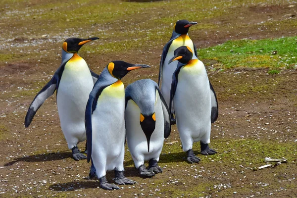 Grupo Pinguins Rei Passear Volunteer Point Ilhas Malvinas — Fotografia de Stock