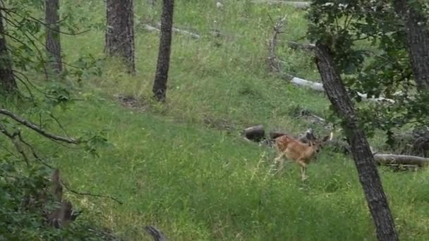 白い尾のファンは まだ観光スポットがあり サウスダコタ州カスター州立公園の森を歩いています 動物に続くカメラ — ストック動画