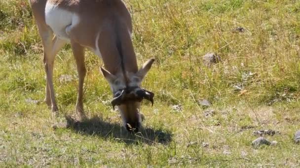 Lamar Vadisi Yellowstone Ulusal Parkı Nda Otlayan Bir Boynuzlu Hayvanı — Stok video