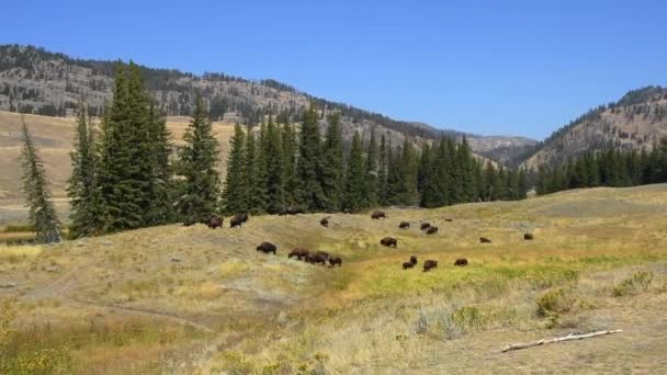 Herd Bison Grazen Een Veld Lamar Valley Langs Slough Creek — Stockvideo