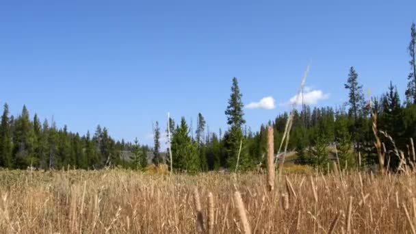 풀밭이 모습은 옐로스톤 공원의 셰이퍼 근처에 가드너 모습이다 카메라잠금 — 비디오