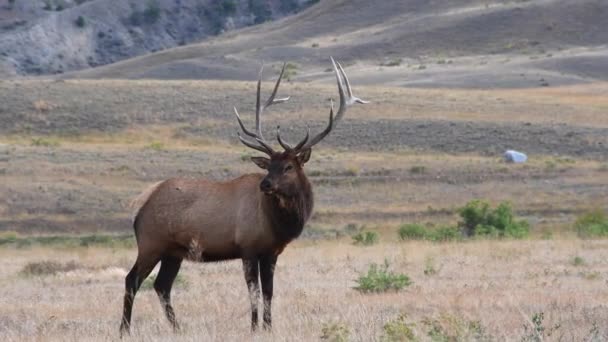Bull Elk Campo Perto Entrada Norte Parque Nacional Yellowstone Perto — Vídeo de Stock