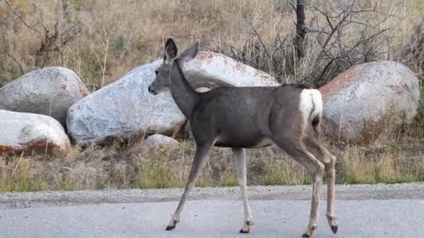 Cerf Mulet Marche Long Une Route Caméra Suivant — Video