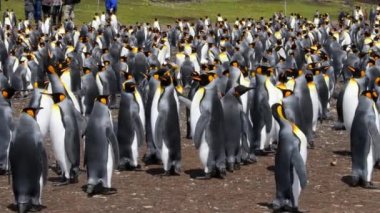 Falkland Adaları, Gönüllü Noktası 'ndaki King Penguen kolonisi. Kamera el kamerası. Sesle..