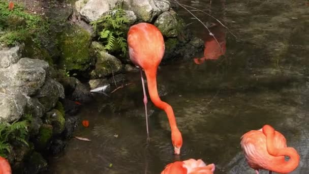Flamingo Shánění Potravy Mělké Vodě — Stock video