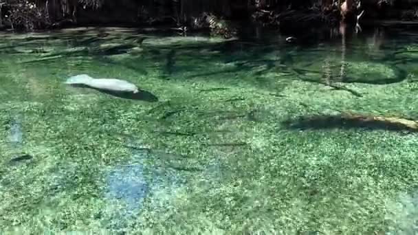 Een Manatee Die Door Het Zoetwater Stroomt Blue Springs State — Stockvideo