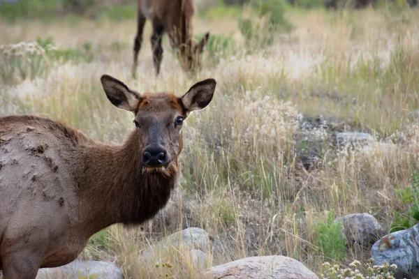 Yellowstone Ulusal Parkı Nda Otlayan Dişi Geyik — Stok fotoğraf