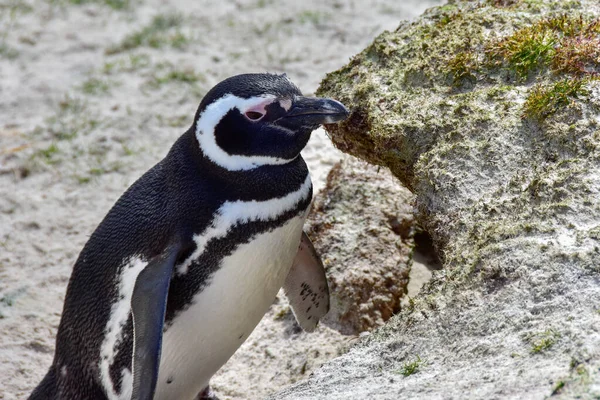 Pingouin Magellan Promenade Dans Sable Îles Falkland — Photo