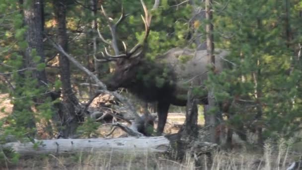 Elk Vagando Uma Floresta Pinheiros Yellowstone National Park Câmera Portátil — Vídeo de Stock