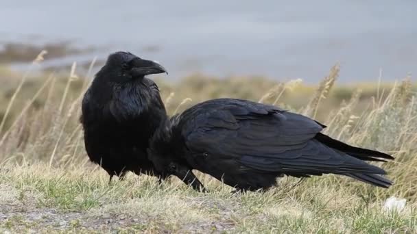 Two Ravens One Grooming Other — Stock Video