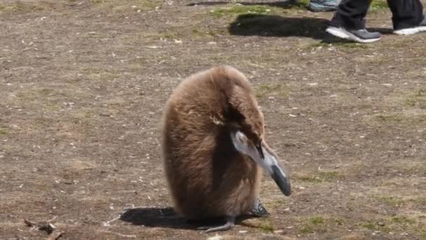 Jovem Rei Pinguim Nas Ilhas Malvinas Câmera Portátil Seguindo Animal — Vídeo de Stock