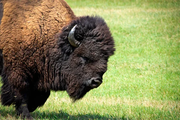 Buffalo Fora Para Uma Caminhada Custer State Park Dakota Norte — Fotografia de Stock