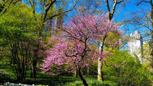 Wiosenny Dzień Central Parku Kwitnącymi Drzewami — Zdjęcie stockowe