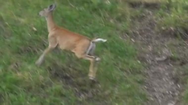 Güney Dakota, Custer Eyalet Parkı 'ndaki ormanda bir beyaz kuyruklu ceset. Kamera el kamerasıyla hayvanı takip ediyor..