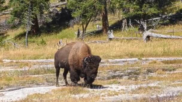 Un gros taureau Buffalo erre dans Firehole Lake Drive au parc national Yellowstone. Caméra panoramique, suivant animal .