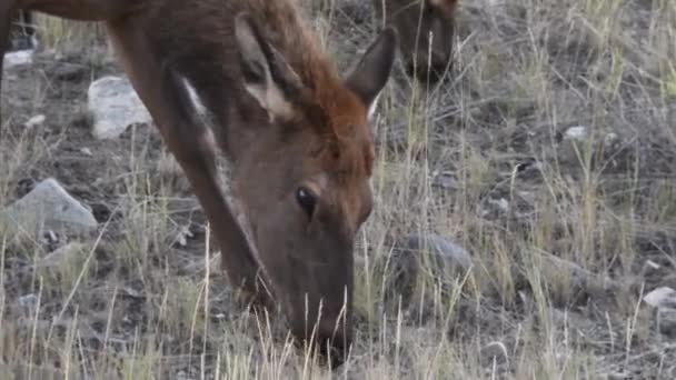 Una Vaca Elk Pastando Cámara Siguiendo Animal — Vídeo de stock