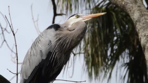 Great Blue Heron Perched Tree — Stock Video