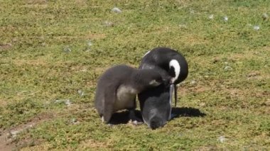 Punta Arenas, Şili 'de yuvalarının dışında bir civcivle birlikte bir Macellan Pengueni. Kamera el bilgisayarı.