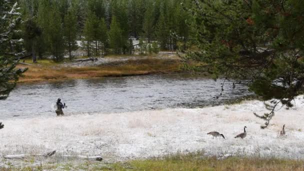 Fly Fisherman Works Madison River Yellowstone National Park Fall Dusting — Stock Video