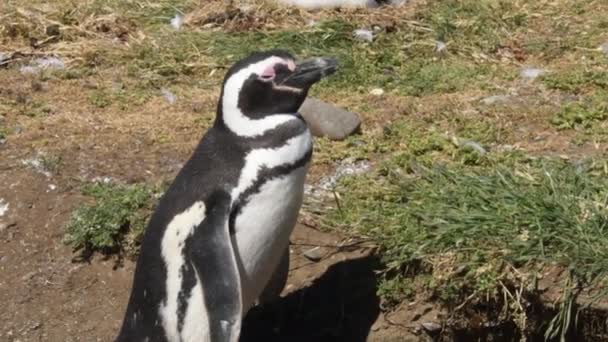 智利Punta Arenas的Magdalena岛上 一只麦哲伦企鹅在阳光下 相机手持 — 图库视频影像