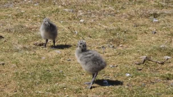 母親と2匹のケルプ ガルの雛が音と共に 動物に従うためにハンドヘルドカメラ — ストック動画