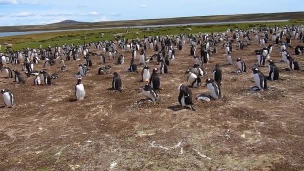 Gentoo Penguins Rookery Caring Young Volunteer Point Falkland Islands — 图库视频影像