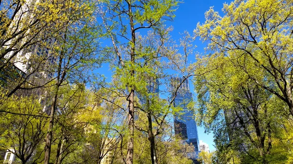 Höga Byggnader Genom Träd Som Blir Gröna Central Park — Stockfoto
