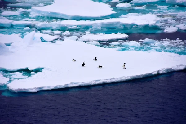 南極の海に浮かぶ氷山にペンギンのグループ ロイヤリティフリーのストック画像