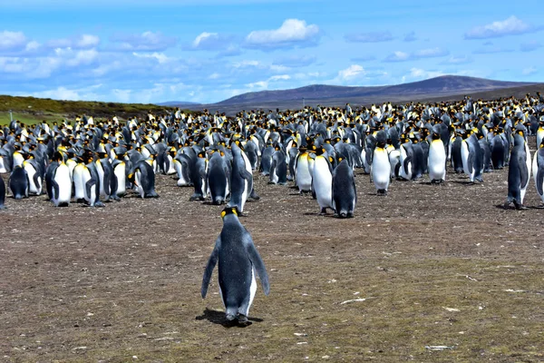 Kolonie Der Königspinguine Volunteer Point Auf Den Falklandinseln — Stockfoto
