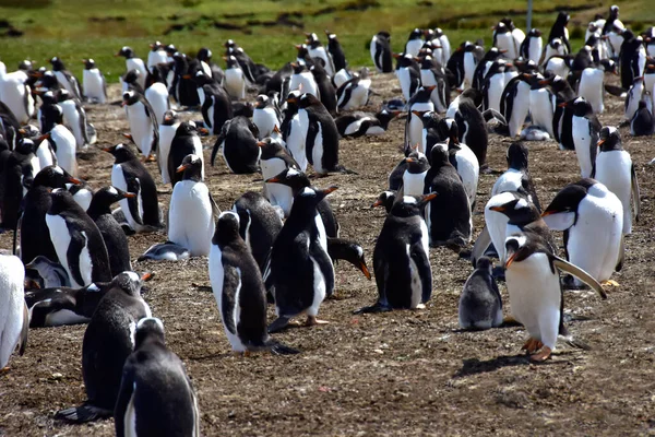 Colonie Pingouins Gentoo Volunteer Point Île Falkland — Photo