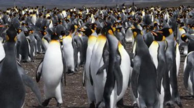 Falkland adalarındaki Gönüllü Noktası 'nda büyük bir Kral Penguen kolonisi. Bu klipte penguen dövüşü var. Kuşlar buna katılmıyor gibi görünüyor. Kamera el bilgisayarı.