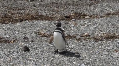 Magdalena Adası, Punta Arenas, Şili 'de kayalık bir kıyı şeridinde bir Macellan pengueni. Kamera el kamerasıyla hayvanı takip ediyor..