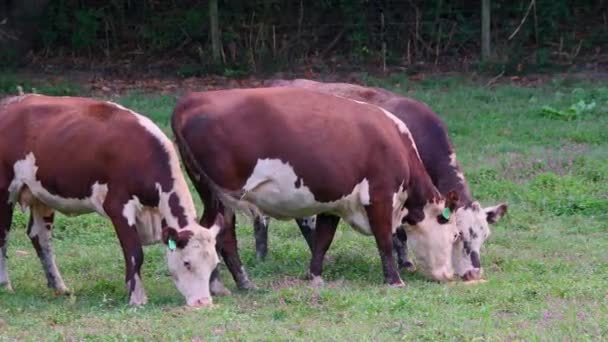 Vacas Terneros Hereford Campo Cámara Siguiendo Los Animales — Vídeos de Stock