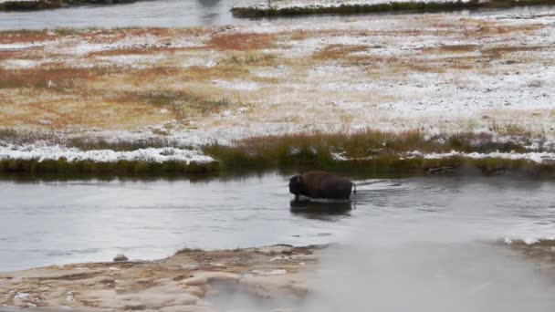 怀俄明州黄石公园的一头野牛正涉水过河 — 图库视频影像