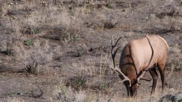 Bull Elk Grazing Ett Fält Nära Gardener Montana Norra Ingången — Stockvideo