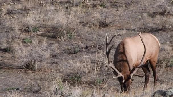 Yellowstone Milli Parkı Nın Kuzey Girişinde Montana Bahçıvan Yakınlarındaki Bir — Stok video