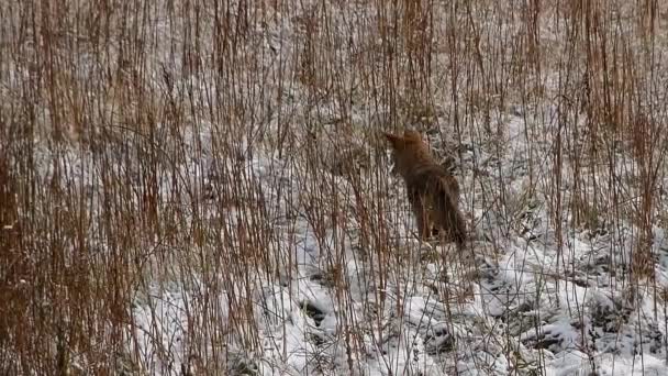 イエローストーン国立公園のマディソン川沿いの雪の中でコヨーテ狩り 動物に続くカメラ — ストック動画