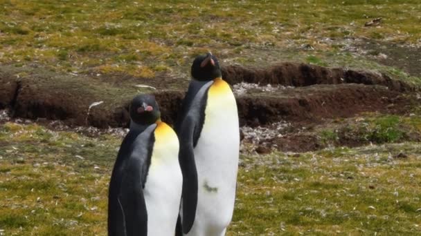 Zwei Königspinguine Dann Vier Watscheln Der Nähe Einer Großen Kolonie — Stockvideo