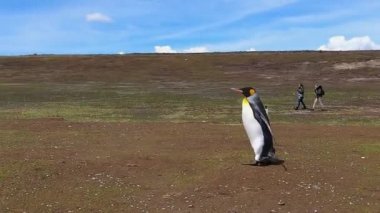 King Penguen, Falkland Adaları 'ndaki Gönüllü Noktası' nda koyunlarla bir tarlada yürüyüşe çıktı..