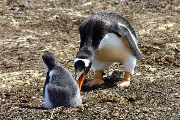 Pinguim Gentoo Adulto Uma Garota Volunteer Point Ilhas Falkland — Fotografia de Stock