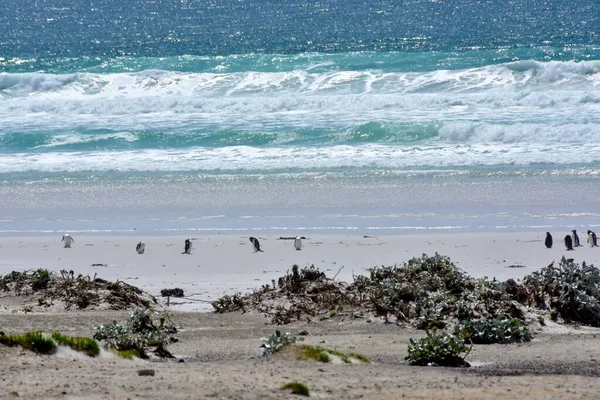 Varios Pingüinos Playa Volunteer Point Islas Malvinas —  Fotos de Stock