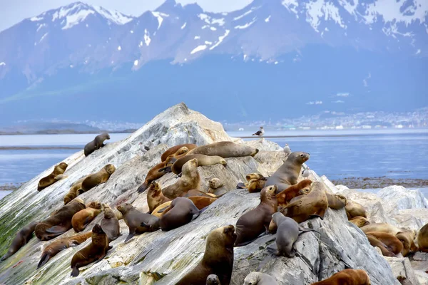 Eine Kolonie Von Seelöwen Beagle Kanal Der Nähe Von Ushuaia — Stockfoto