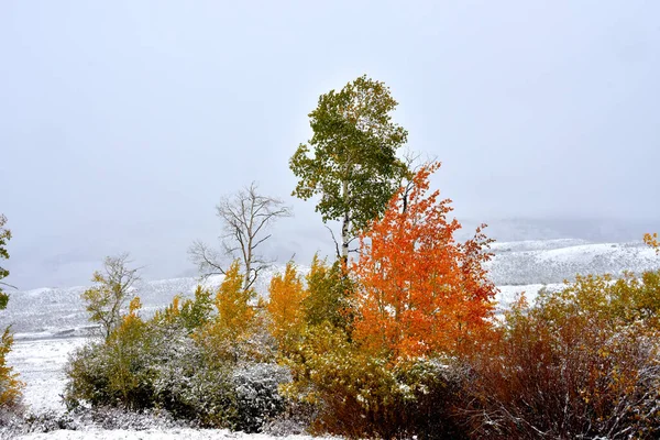 Colores Otoño Con Nieve Los Parques Nacionales Yellowstone Lamar Valley — Foto de Stock