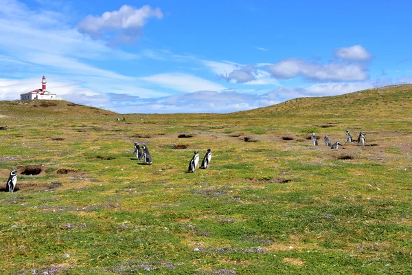 Vuurtoren Van Magdalena Island Een Kolonie Van Magelhaense Pinguïns Magdalena — Stockfoto