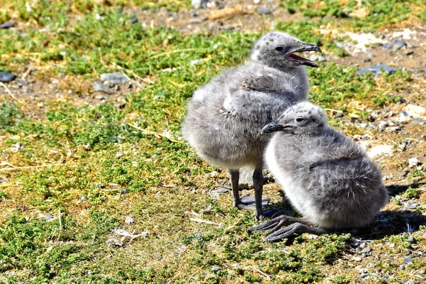Twee Kelp Seagull Chicks Magdalena Island Punta Arenas Chili — Stockfoto