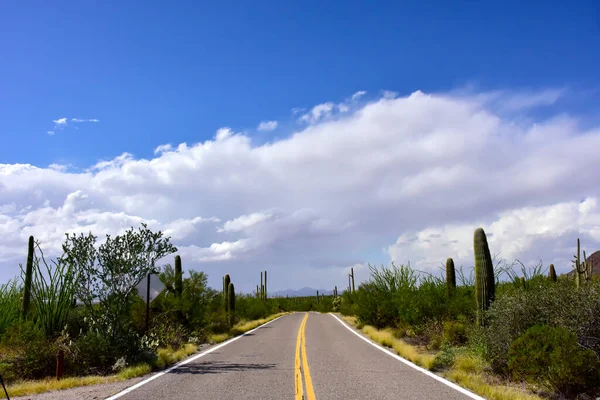 Weg Door Woestijn Bij Saguaro National Park Arizona — Stockfoto