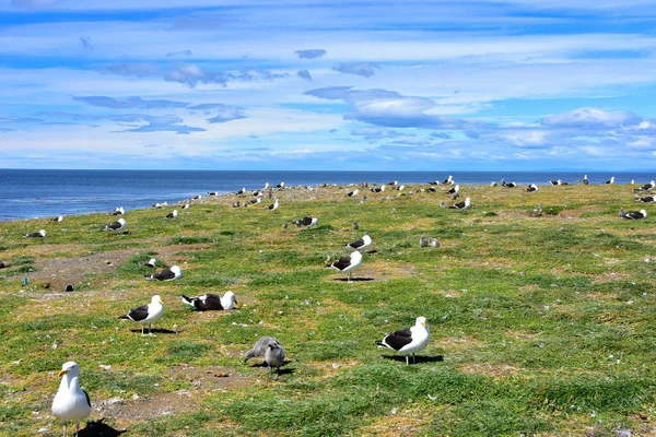 Adult Kelp Meeuwen Kuikens Rookkerij Magdalena Island Chili — Stockfoto
