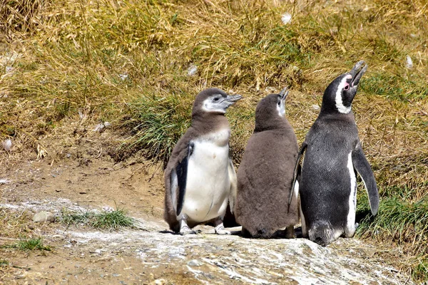 Deux Poussins Pingouin Magellan Adulte Sur Île Madeleine Chili — Photo